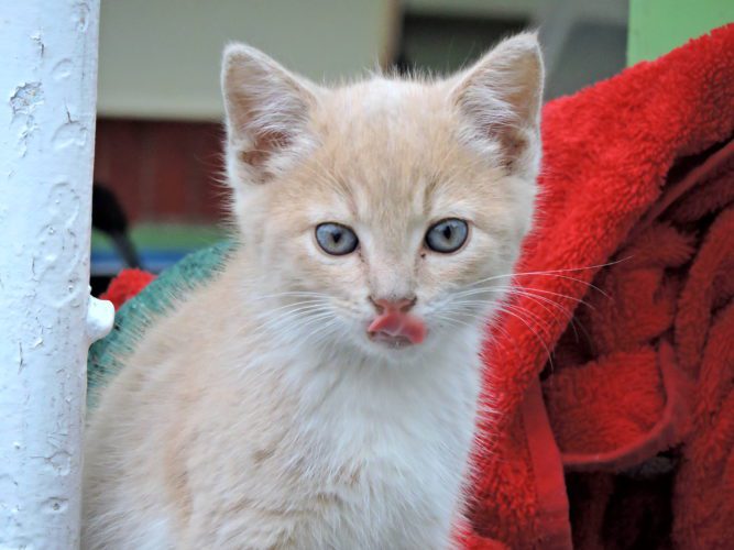 T-L Photo/SHELLEY HANSON Webark Estates animal shelter will offer a gift certificate for a free Domino's pizza for each cat spayed or neutered through their discounted program at the Elm Grove Animal Shelter in Wheeling on Tuesday.